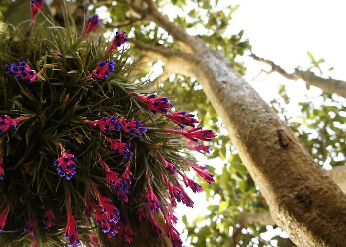 Olive3 אריסרייה